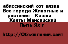 абиссинский кот вязка - Все города Животные и растения » Кошки   . Ханты-Мансийский,Пыть-Ях г.